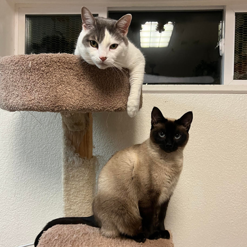White and grey cat on a cat tower with a Siamese cat | The Country Inn For Cats