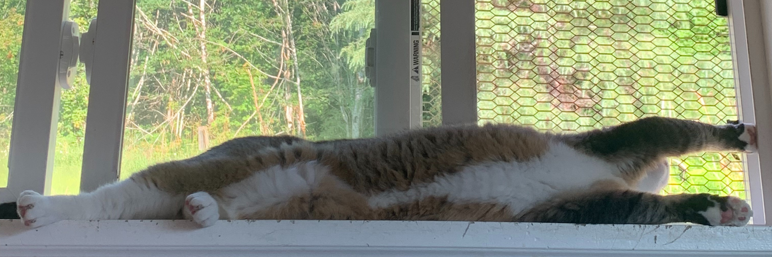 A cat stretching out on a windowsill