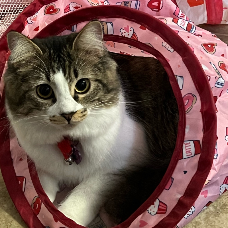 Tabby cat playing inside a pink tunnel at The Country Inn For Cats